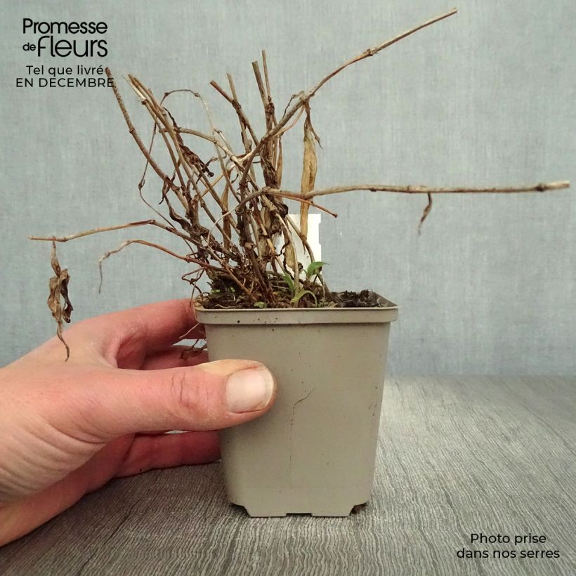 Exemplar&#x20;von&#x20;Tricyrtis&#x20;hirta&#x20;Taiwan&#x20;Abdane&#x20;-&#x20;Kr&#xF6;tenlilie&#x20;Kleine&#x20;T&#xF6;pfe&#x20;von&#x20;8&#x2F;9&#x20;cm&#x20;wie&#x20;im&#x20;Winter&#x20;geliefert