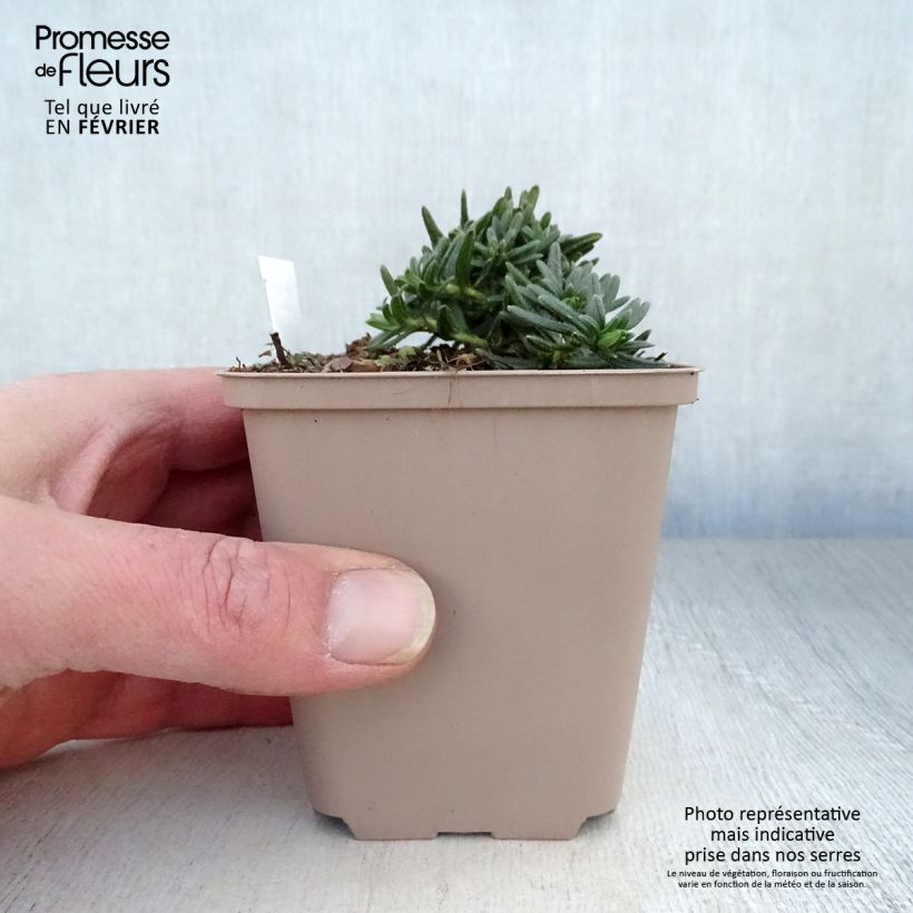 Exemplar von Steinsame Cambridge Blue - Lithodora diffusa Kleine Töpfe von 8/9 cm wie im Winter geliefert