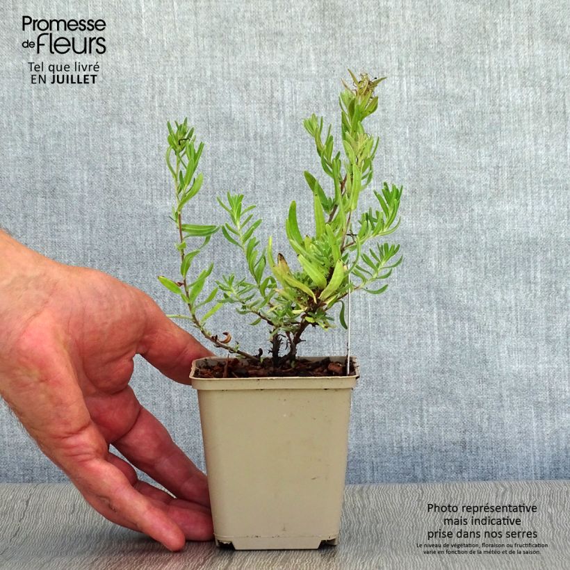 Exemplar von Steinsame Star - Lithodora diffusa Kleine Töpfe von 8/9 cm wie im Sommer geliefert
