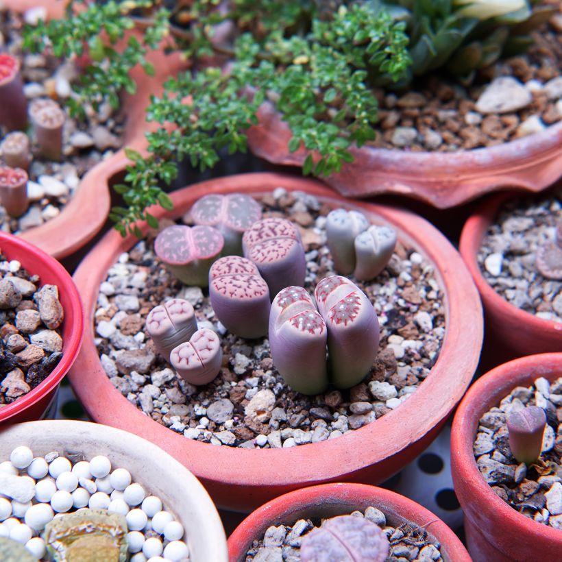 Lithops Pebble Plants Mixed (Samen) - Lebender Stein (Hafen)