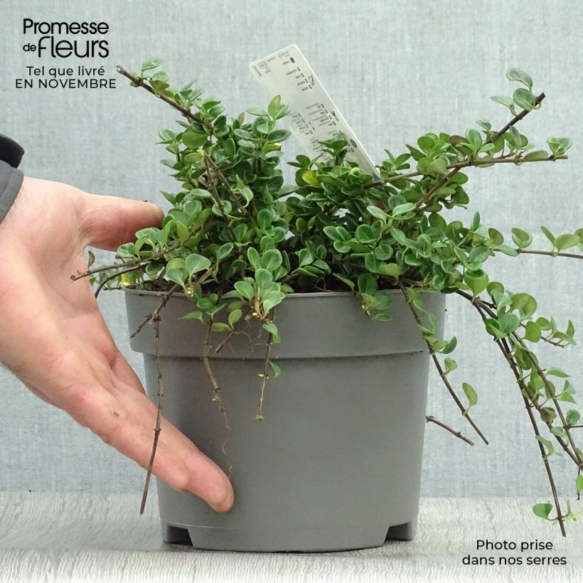 Exemplar von Lonicera crassifolia Little Honey - Kriechende Heckenkirsche Topf mit 2L/3L wie im Herbst geliefert