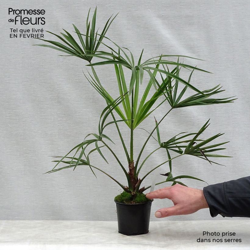 Exemplar von Livistona benthamii - Livingstonpalme Topf 12 cm / 13 cm wie im Winter geliefert