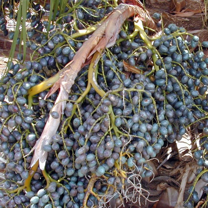 Livistona chinensis - Livingstonpalme (Ernte)