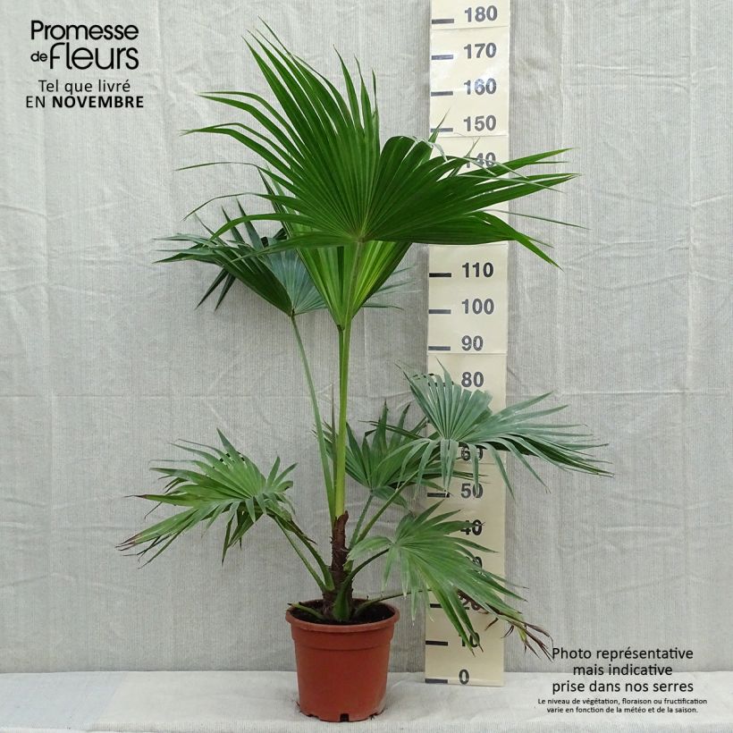 Exemplar von Livistona chinensis - Livingstonpalme Topf mit 7,5L/10L wie im Herbst geliefert