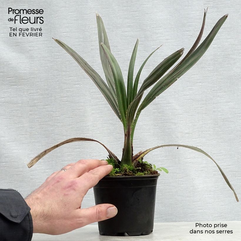 Exemplar von Livistona mariae - Livingstonpalme Topf 12 cm / 13 cm wie im Winter geliefert