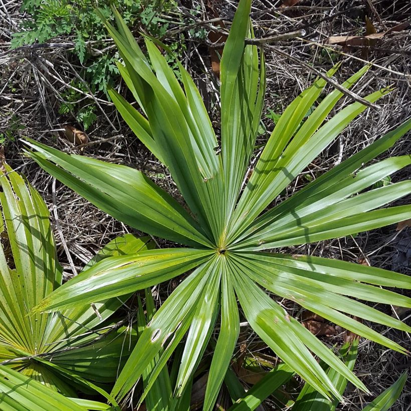 Livistona saribus - Livingstonpalme (Laub)