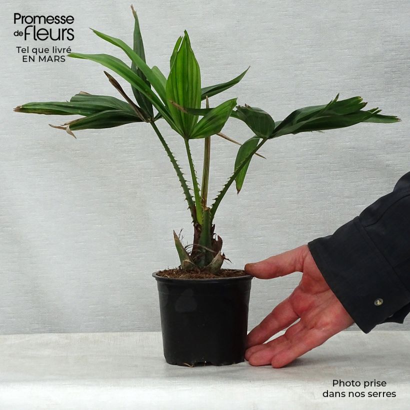 Exemplar von Livistona saribus - Livingstonpalme Topf 12 cm / 13 cm wie im Frühjahr geliefert
