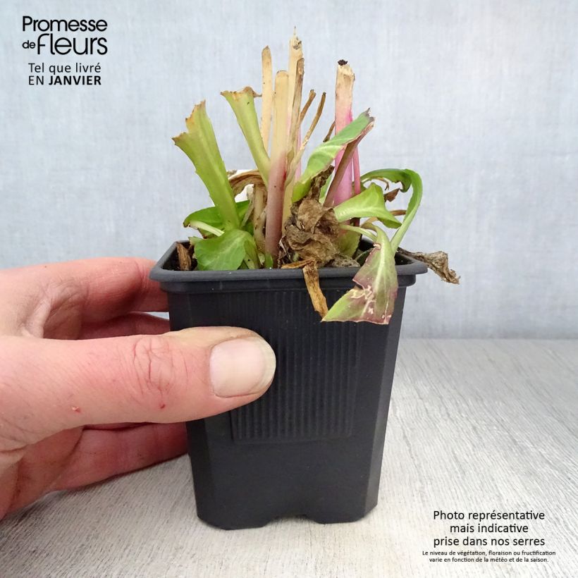 Exemplar von Lobelia gerardii Vedrariensis - Stauden-Lobelie Kleine Töpfe von 8/9 cm wie im Winter geliefert