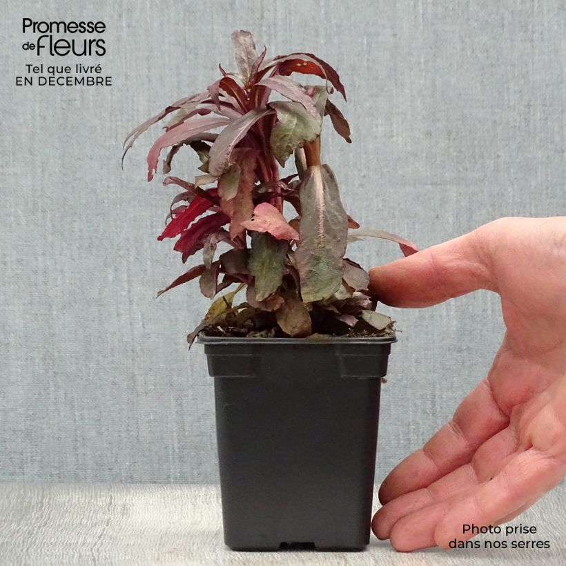 Exemplar von Stauden-Lobelie Queen Victoria - Lobelia fulgens Kleine Töpfe von 7/8 cm wie im Winter geliefert