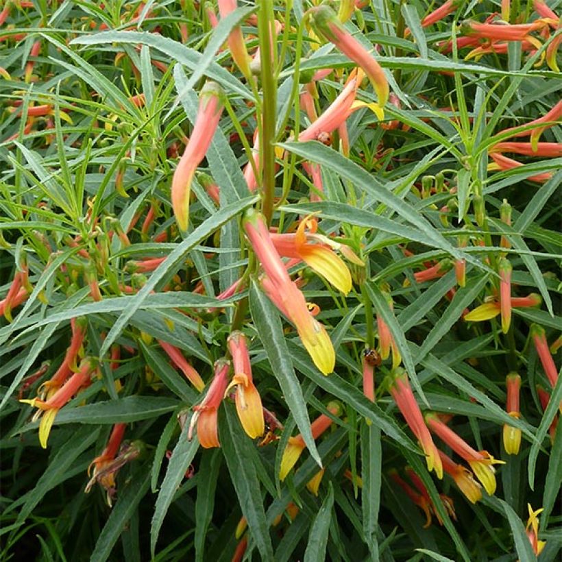Lobelia laxiflora - Lobelie (Hafen)