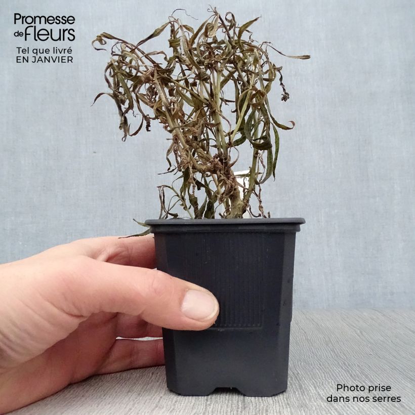 Exemplar von Lobelia laxiflora - Lobelie Kleine Töpfe von 8/9 cm wie im Winter geliefert