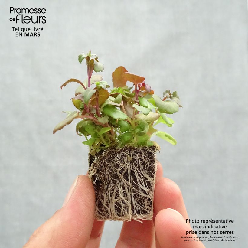 Exemplar von Lobelia erinus Crystal Palace - Lobelie Jardi-Plug: Wurzelballen 3,8 cm x 3,2 cm in Anzuchtplatte à 15 Stück. wie im Frühjahr geliefert