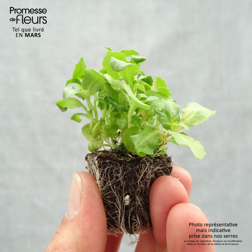 Exemplar von Lobelia erinus pendula Regatta Mix - Lobelie Jardi-Plug: Wurzelballen 3,8 cm x 3,2 cm in Anzuchtplatte à 15 Stück. wie im Frühjahr geliefert