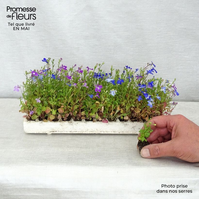 Exemplar von Lobelia erinus pendula Regatta Mix - Lobelie Mini-Plug: Plug 2,2 cm x 2 cm in Anzuchtplatte à 35 Stück wie im Frühjahr geliefert