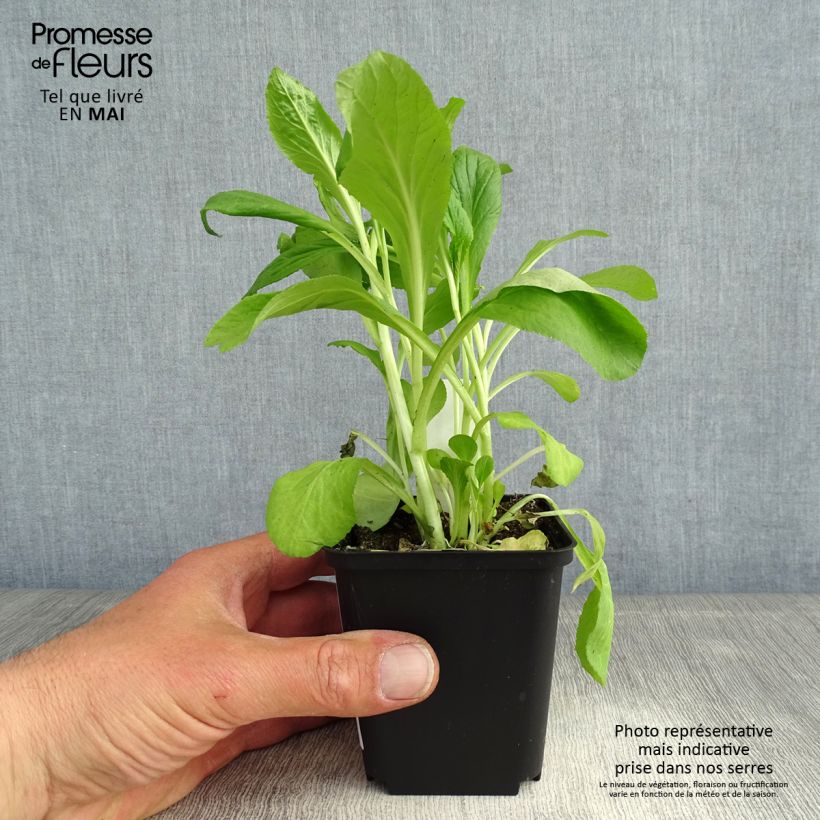 Exemplar von Stauden-Lobelie - Lobelia siphilitica Kleine Töpfe von 8/9 cm wie im Frühjahr geliefert