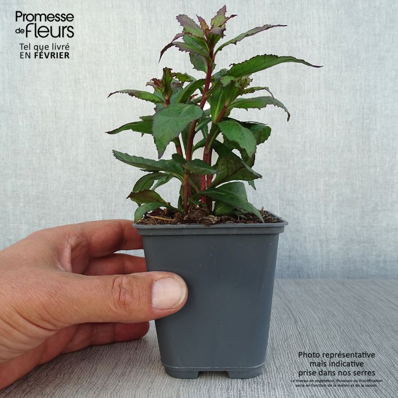 Exemplar von Prachtlobelie Fan Salmon - Lobelia speciosa Kleine Töpfe von 8/9 cm wie im Herbst geliefert