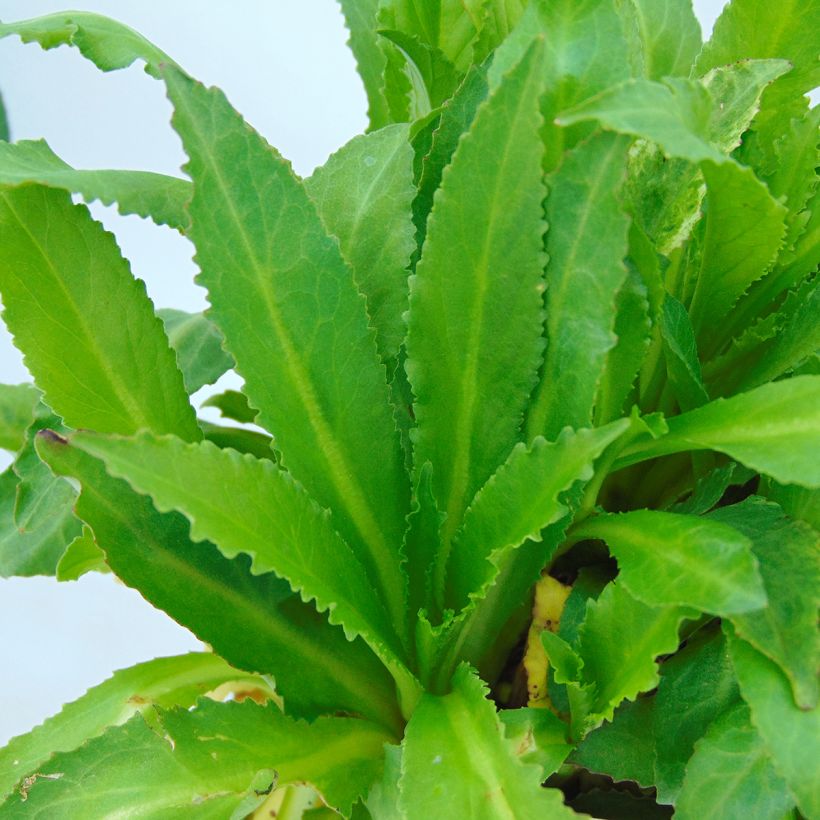 Prachtlobelie Fan burgundy - Lobelia speciosa (Laub)