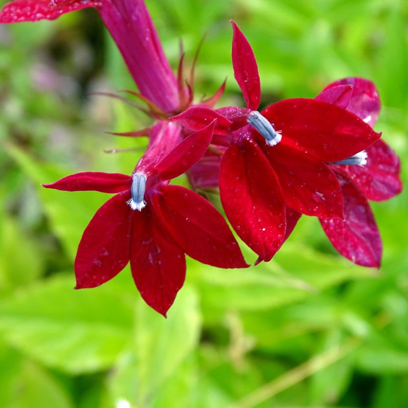 Prachtlobelie Fan burgundy - Lobelia speciosa (Blüte)
