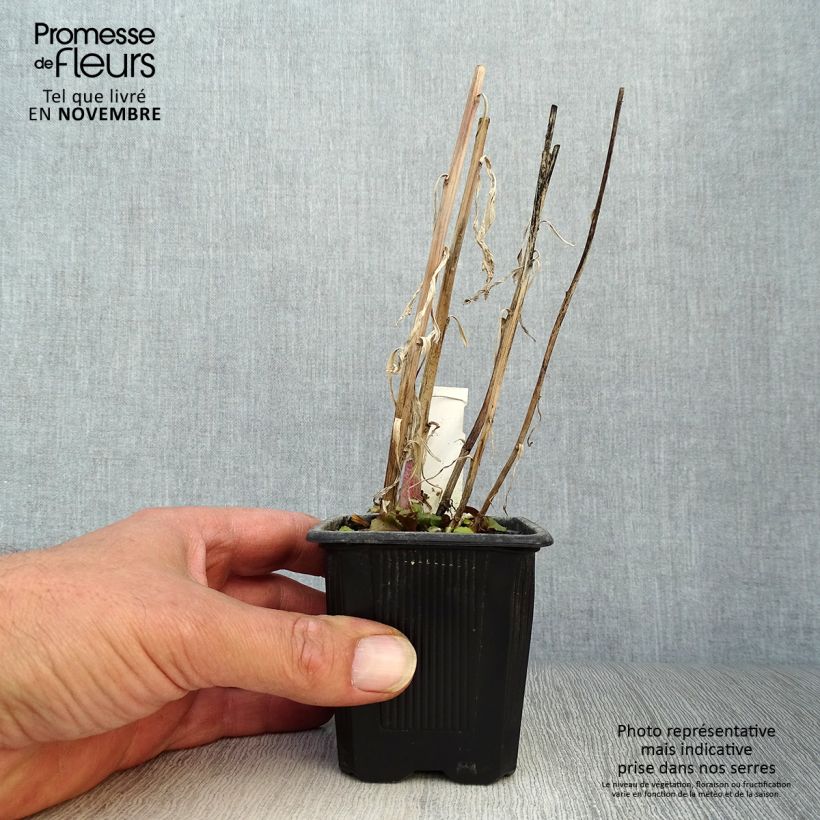 Exemplar von Prachtlobelie Russian Princess - Lobelia speciosa Kleine Töpfe von 8/9 cm wie im Herbst geliefert