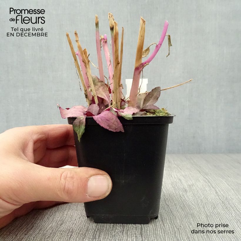 Exemplar von Prachtlobelie Russian Princess - Lobelia speciosa Kleine Töpfe von 8/9 cm wie im Winter geliefert