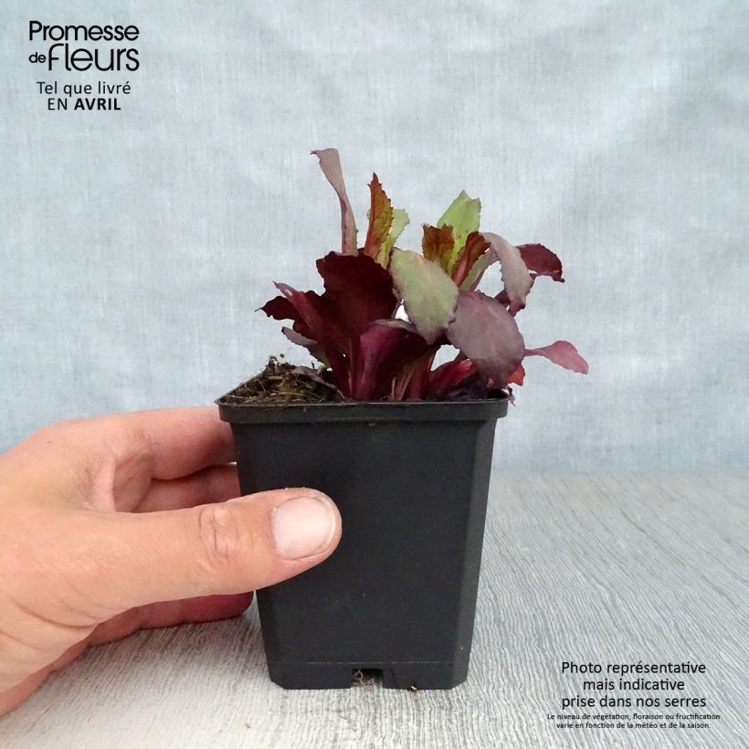 Exemplar von Prachtlobelie Starship Scarlet - Lobelia speciosa Kleine Töpfe von 8/9 cm wie im Frühjahr geliefert