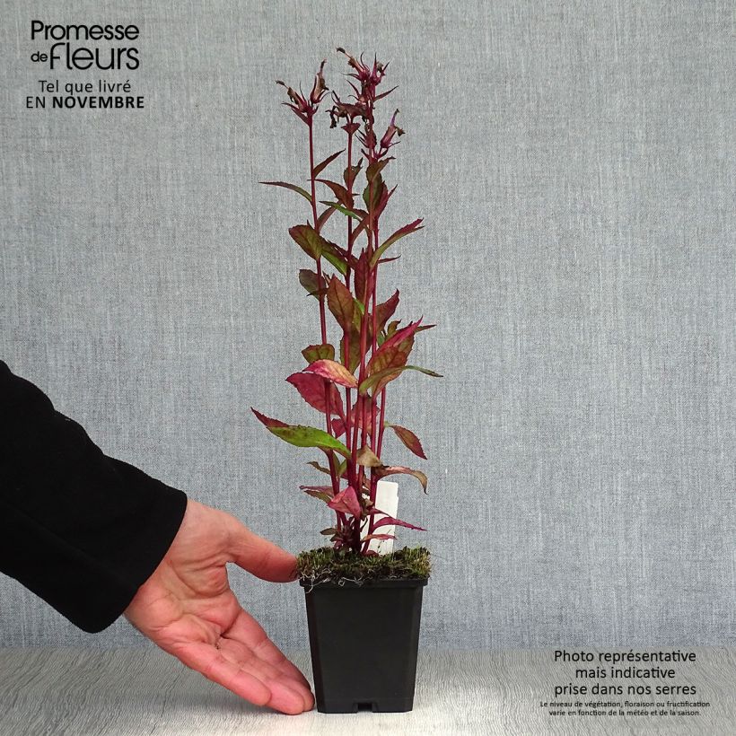Exemplar von Prachtlobelie Tania - Lobelia speciosa Kleine Töpfe von 7/8 cm wie im Herbst geliefert
