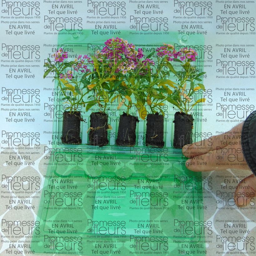 Beispiel eines Exemplars von Strand-Silberkraut Raspberry Stream - Lobularia Mini-Plug Ø 3/4 cm wie geliefert