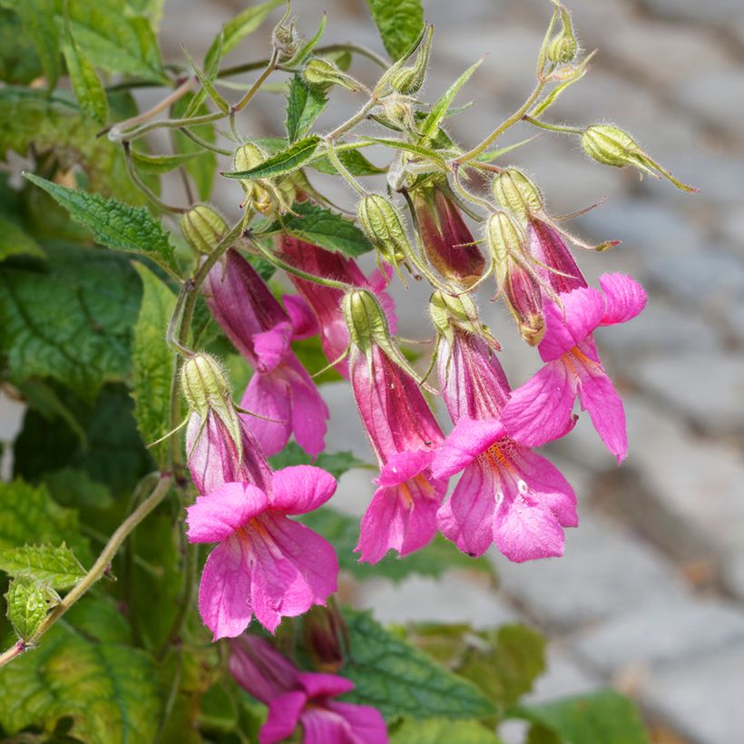 Lophospermum scandens Rosea (Blüte)