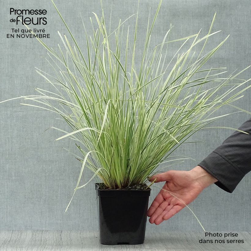 Exemplar von Lomandra longifolia White Sands Topf mit 2L/3L wie im Herbst geliefert
