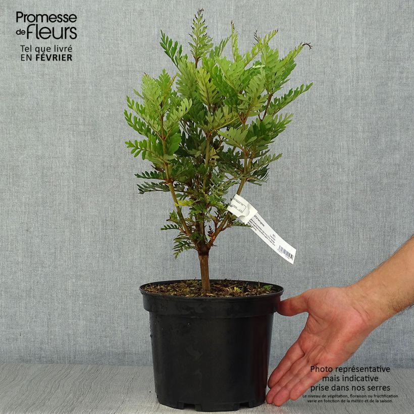 Exemplar von Lomatia ferruginea - Lomatie Topf mit 3L/4L wie im Herbst geliefert