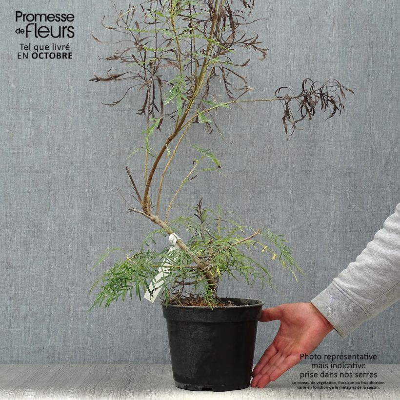 Exemplar von Lomatia silaifolia - Lomatie Topf mit 3L/4L wie im Herbst geliefert