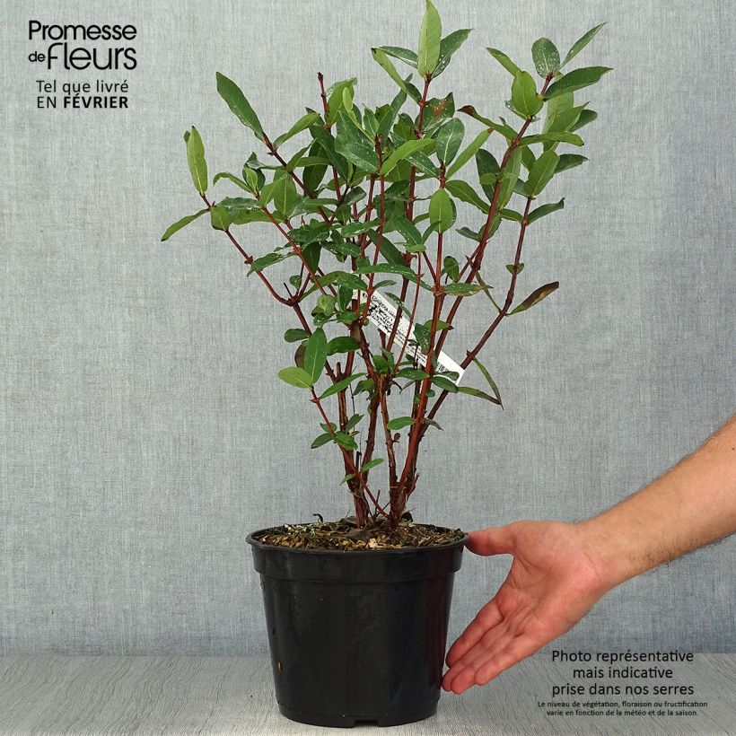 Exemplar von Heckenkirsche Boreal Beauty - Lonicera kamtschatica Topf mit 3L/4L wie im Herbst geliefert