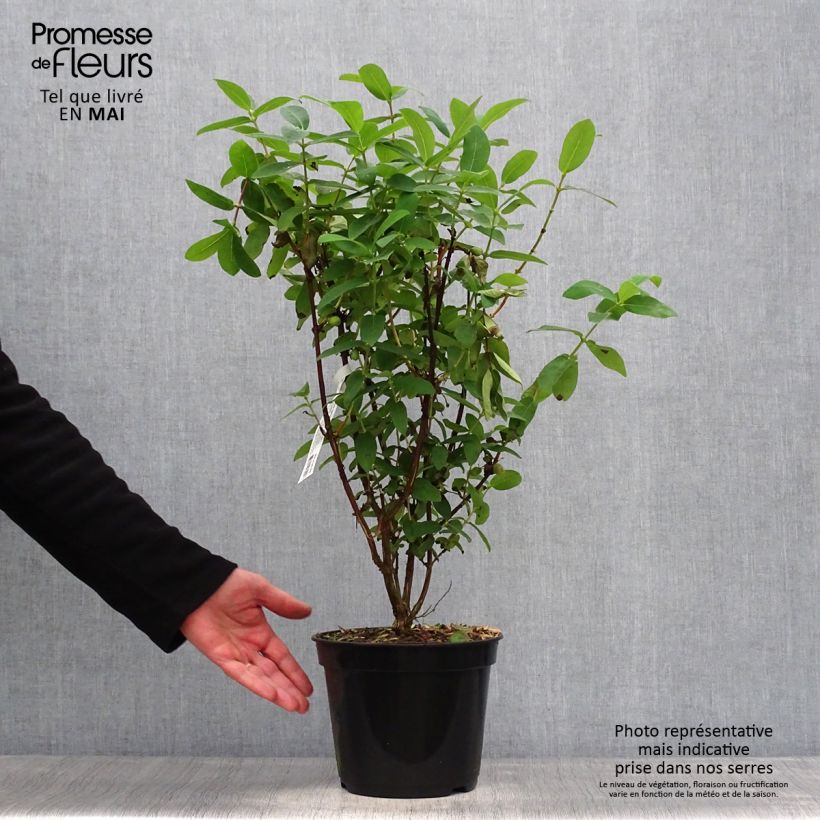 Exemplar von Heckenkirsche Boreal Beauty - Lonicera kamtschatica Topf mit 3L/4L wie im Frühjahr geliefert
