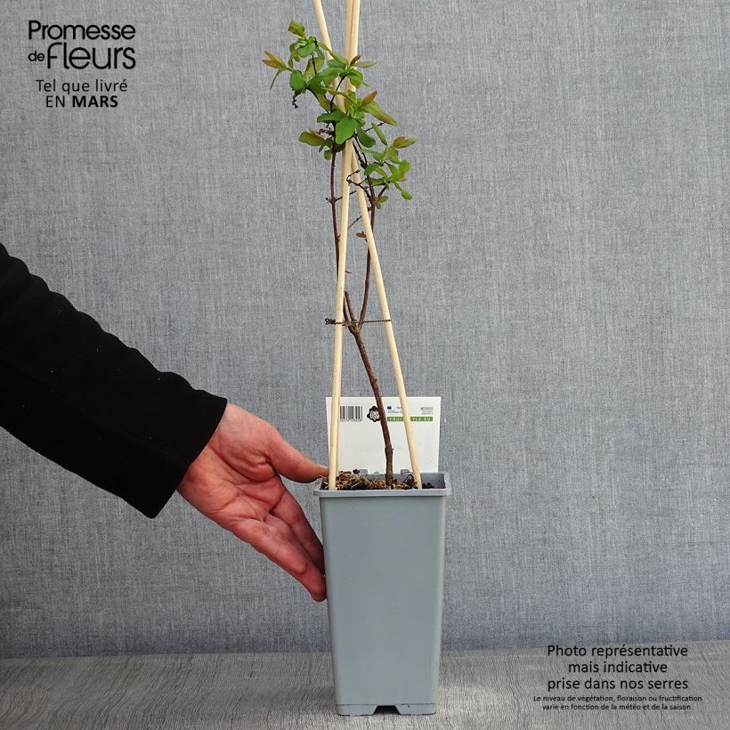 Exemplar von Heckenkirsche - Lonicera kamtschatica Topf mit 1,5L/2L wie im Winter geliefert