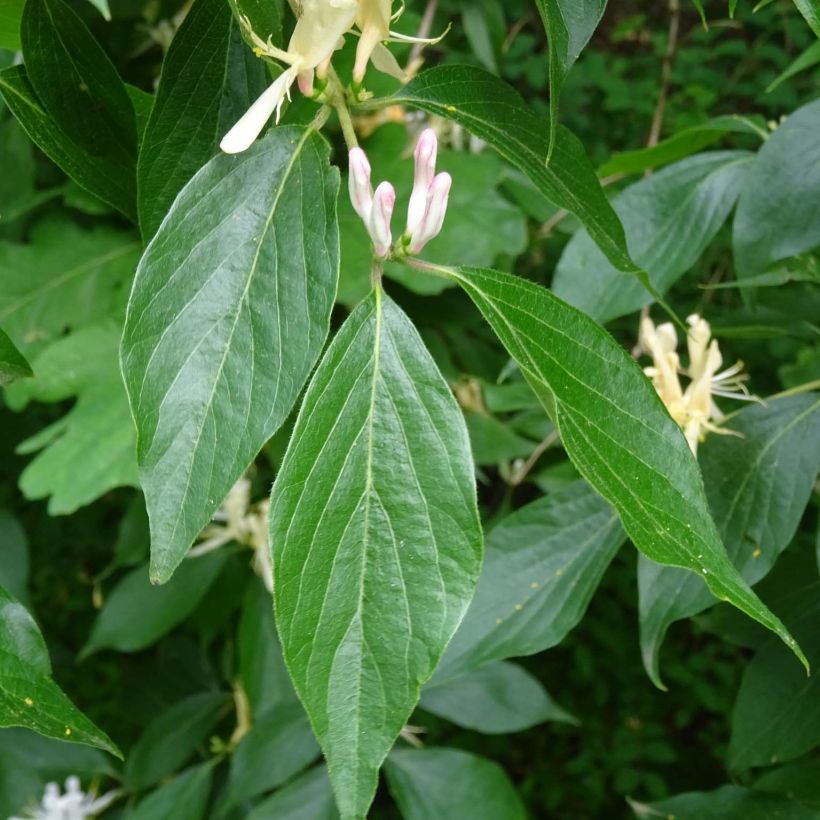 Lonicera caprifolium - Jelängerjelieber (Laub)