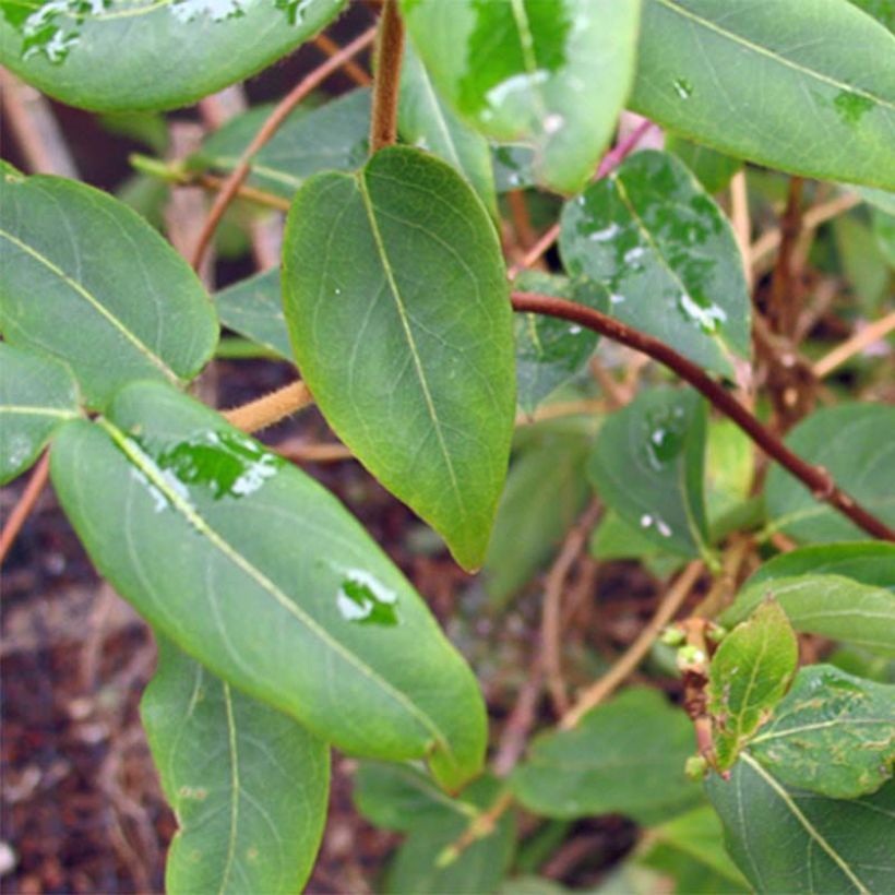Lonicera henryi - Immergrünes Geißblatt (Laub)