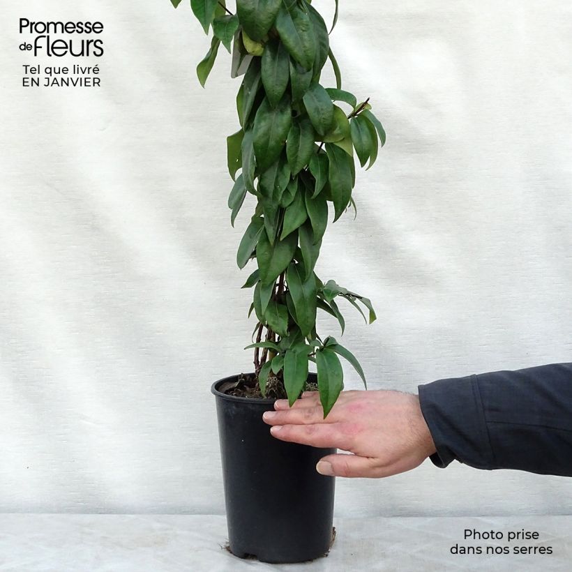 Exemplar von Lonicera henryi Copper Beauty - Immergrünes Geißblatt Topf mit 2L/3L wie im Winter geliefert