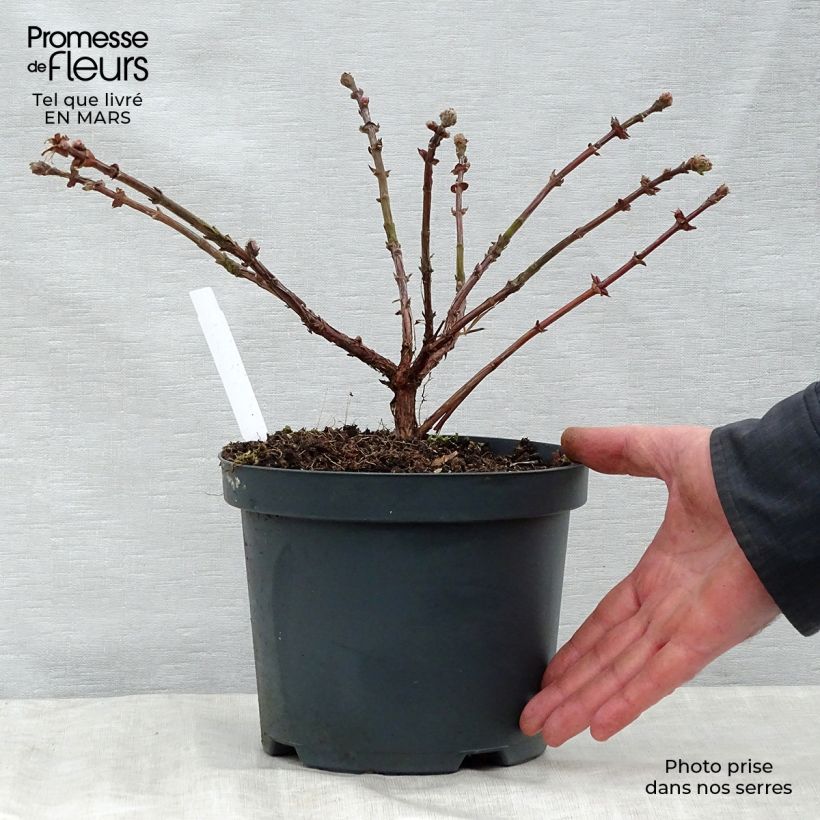 Exemplar von Heckenkirsche Duet - Lonicera kamtschatica Topf mit 1,5L/2L, Strauch wie im Frühjahr geliefert