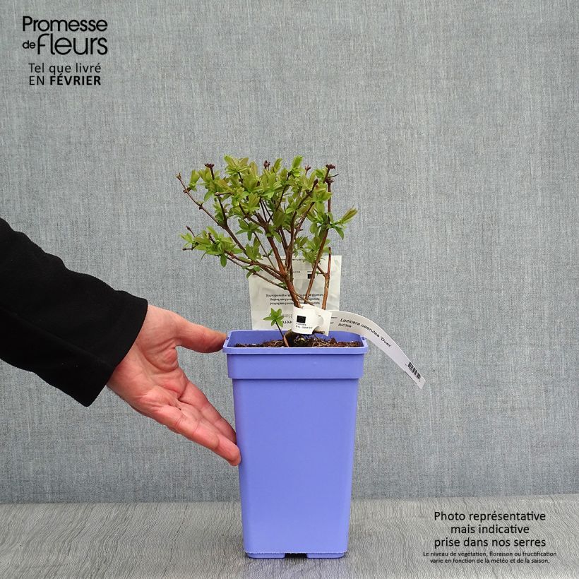 Exemplar von Heckenkirsche Duet - Lonicera kamtschatica Topf mit 1,5L/2L, Strauch wie im Winter geliefert