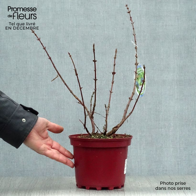 Exemplar von Heckenkirsche Sweet Myberry 'Borealis' - Lonicera kamtschatica Topf mit 3L/4L wie im Winter geliefert