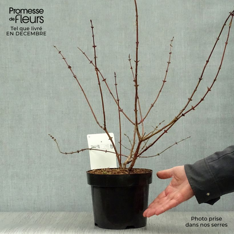 Exemplar von Heckenkirsche Eisbär 'Polar Bear' - Lonicera kamtschatica Topf mit 1,5L/2L wie im Winter geliefert