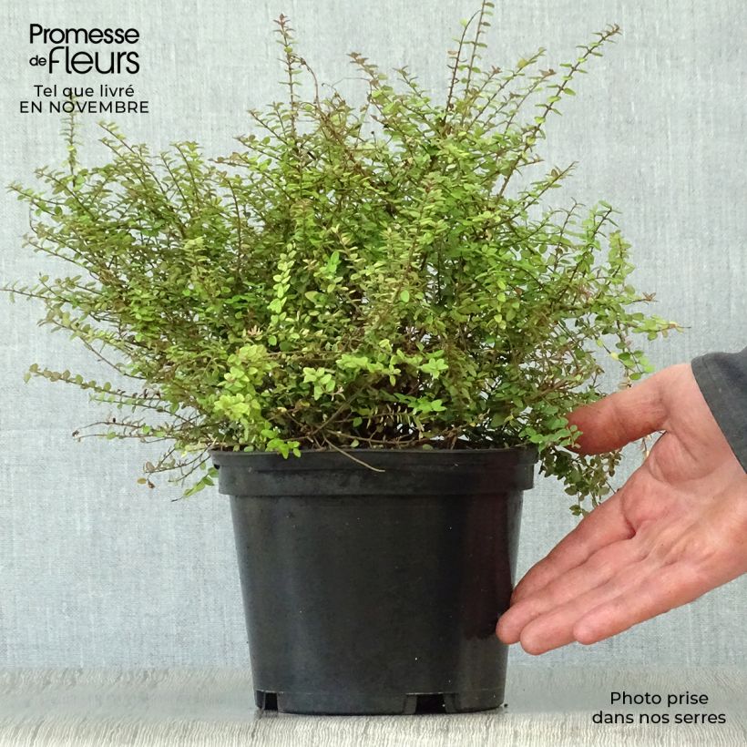 Exemplar von Lonicera nitida Baggesen's Gold - Heckenmyrte Topf mit 2L/3L wie im Herbst geliefert