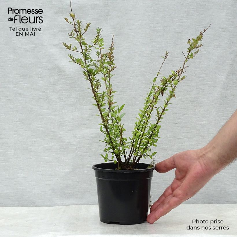 Exemplar von Lonicera nitida Elegant - Heckenmyrte Topf mit 1L/1,5L wie im Frühjahr geliefert