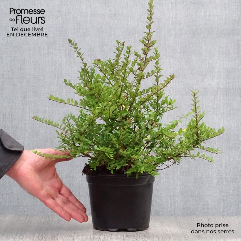 Exemplar von Lonicera nitida Elegant - Heckenmyrte Topf mit 1L/1,5L wie im Winter geliefert