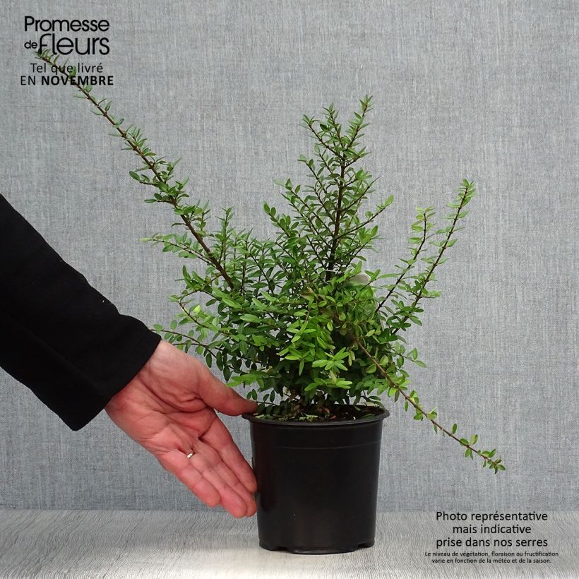 Exemplar von Lonicera nitida Elegant - Heckenmyrte Topf mit 1L/1,5L wie im Herbst geliefert