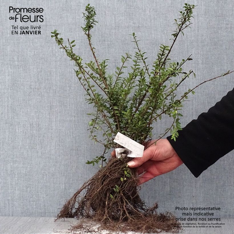 Exemplar von Lonicera nitida Elegant - Heckenmyrte Wurzelnackt wie im Winter geliefert