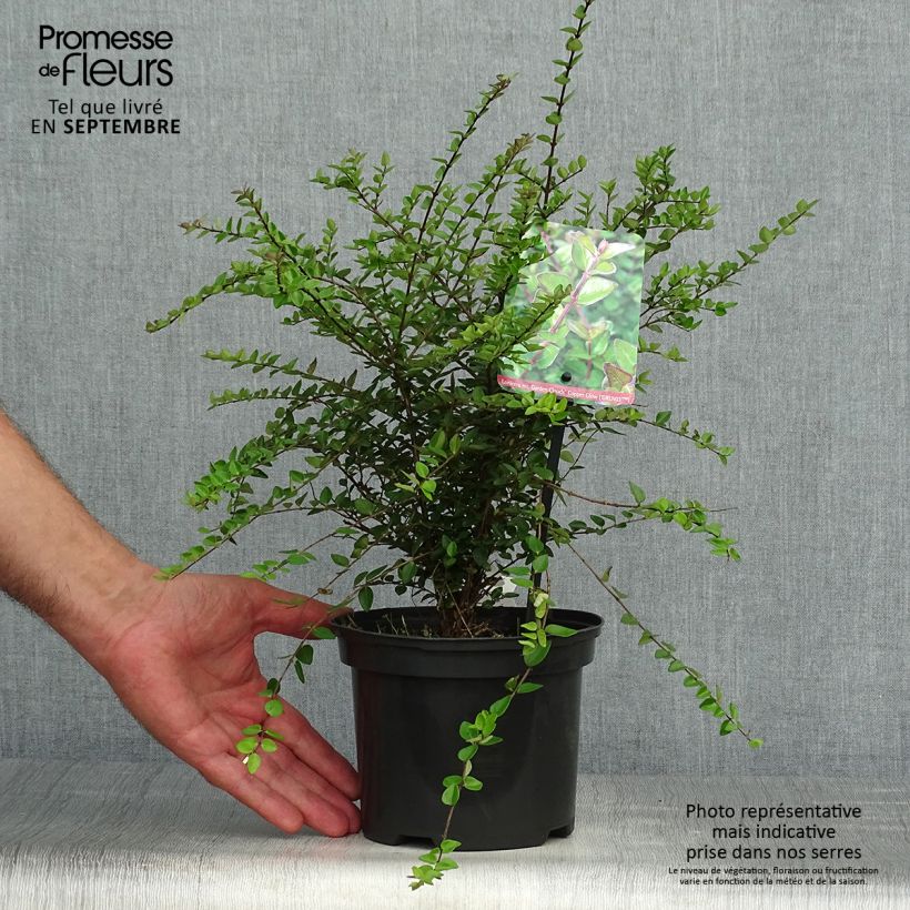 Exemplar von Lonicera nitida Garden Clouds Copper Glow - Heckenmyrte Topf mit 2L/3L wie im Herbst geliefert