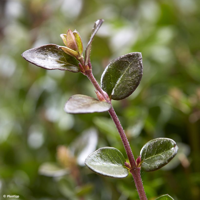 Lonicera nitida Garden Clouds Copper Glow - Heckenmyrte (Laub)