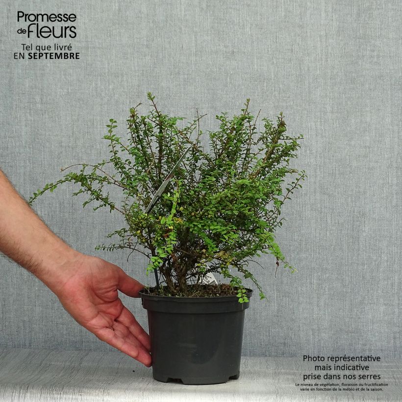 Exemplar von Lonicera nitida Garden Clouds Green Breeze - Heckenmyrte Topf mit 4L/5L wie im Herbst geliefert