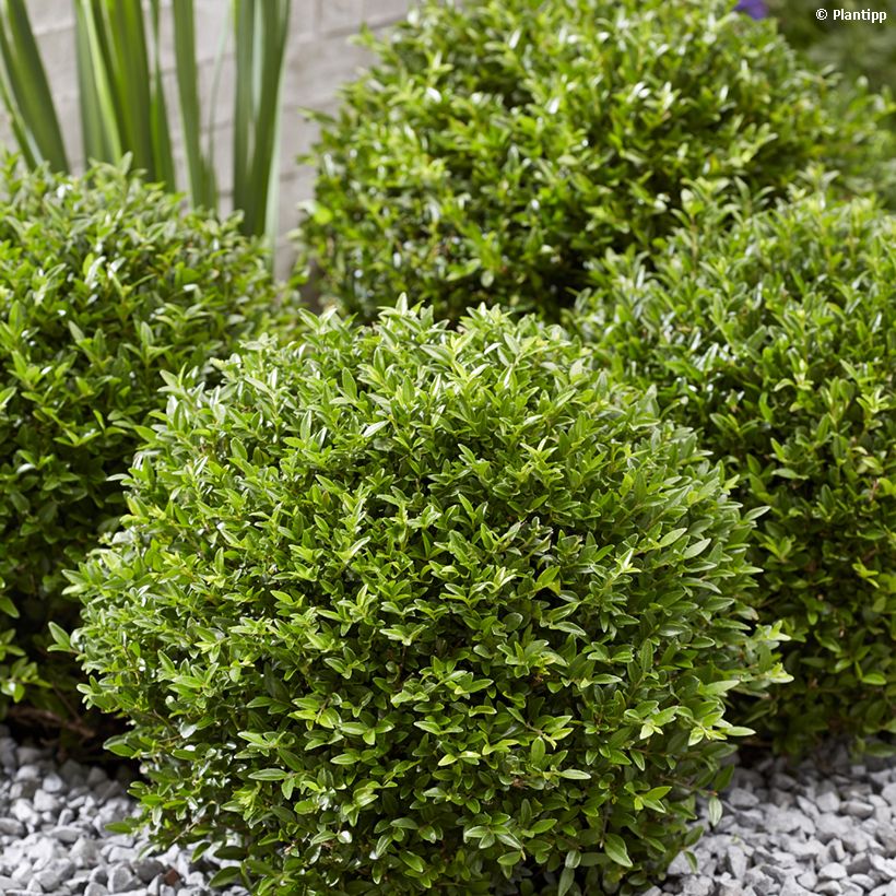 Lonicera nitida Garden Clouds Green Breeze - Heckenmyrte (Hafen)